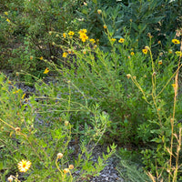 plant material shot