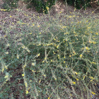 plant material shot
