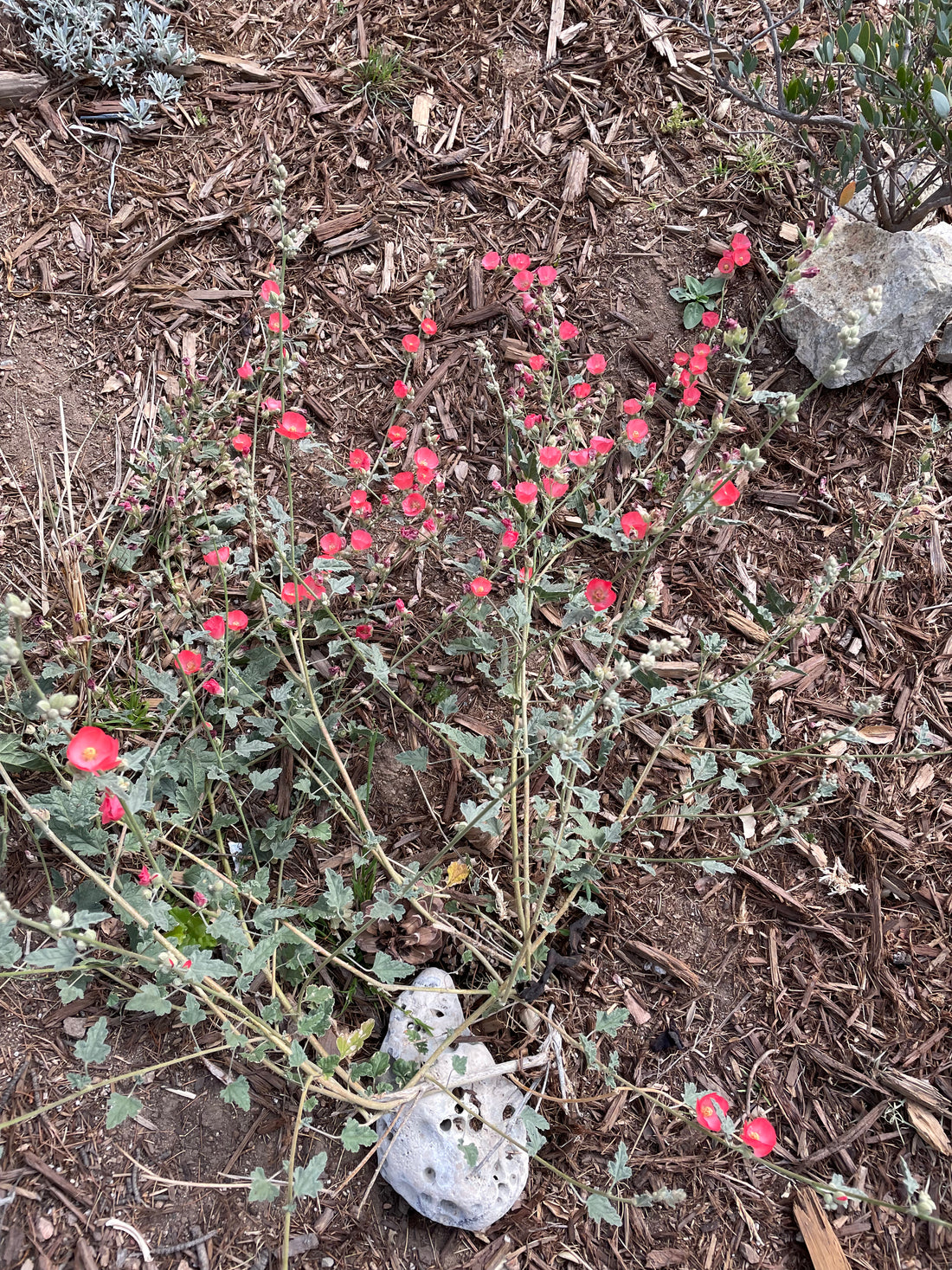 Sphaeralcea ambigua 'Matilija Red'