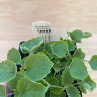 Organic Anise Hyssop
