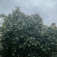 plant material shot