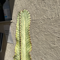 Euphorbia ammak variegated