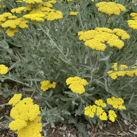 Achillea taygetea 'Moonshine' by Plant Material