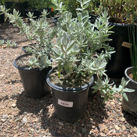 Salvia leucophylla 'Point Sal Spreader', Point Sal Spreader Sage