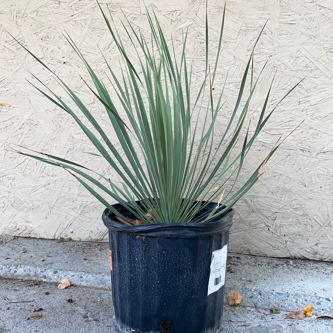 Yucca rostrata Sapphire Skies