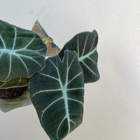 Alocasia Black Velvet