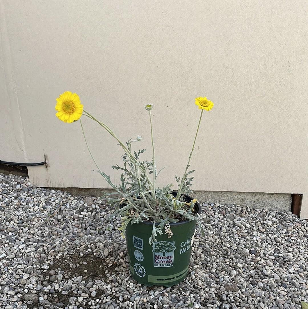 Baileya multiradiata, Desert Marigold 1 Gallon Flowering