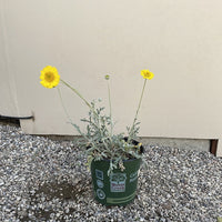 Baileya multiradiata, Desert Marigold 1 Gallon Flowering