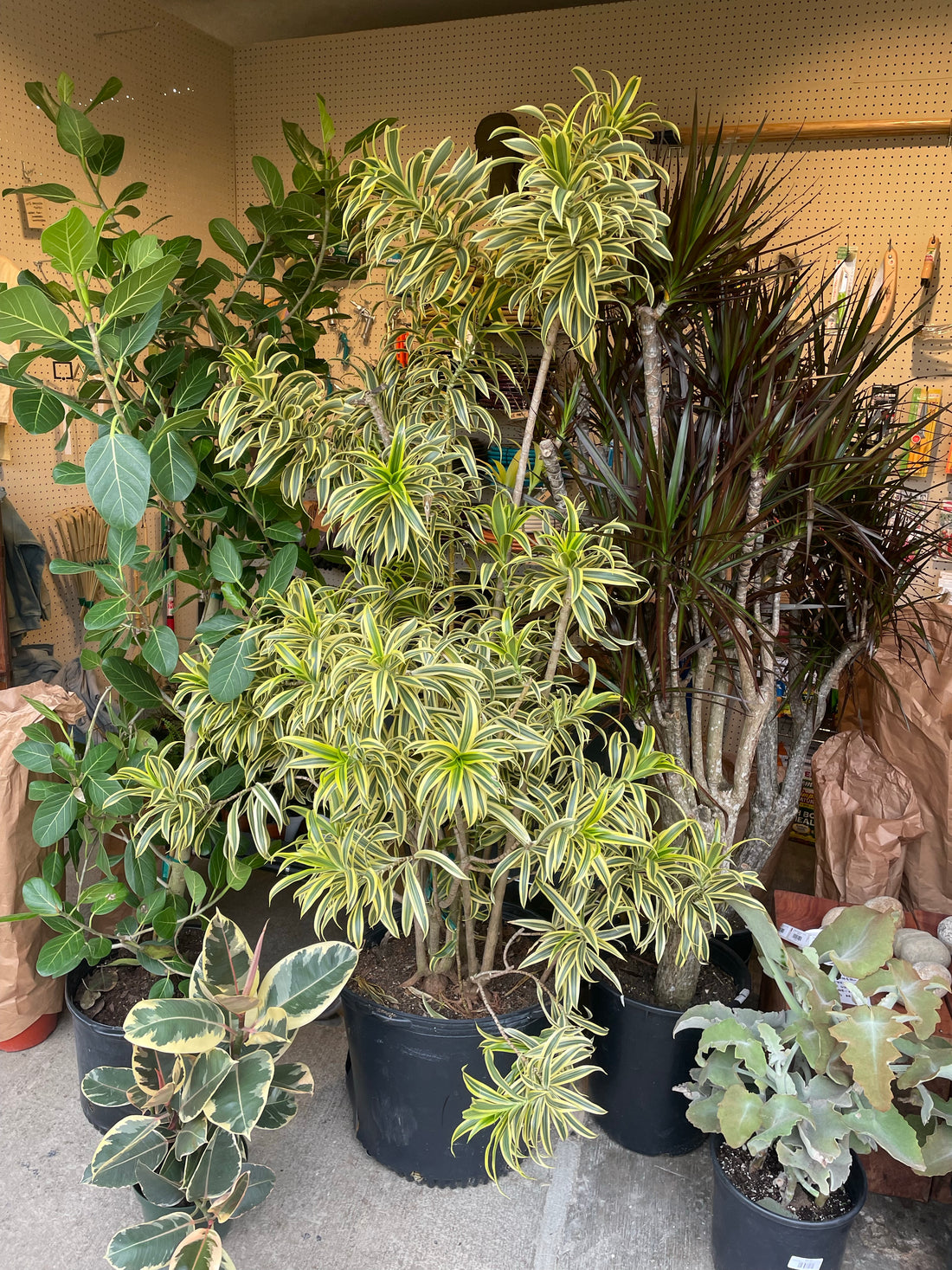 Dracaena reflexa, Pleomele 'Song of India'
