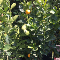 Fukushu Kumquat