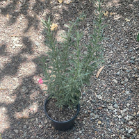 Atriplex canescens, Four-Wing Saltbush