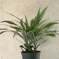 Dracaena Warneckii tips