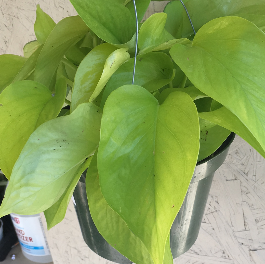 are neon pothos toxic to cats Pothos Neon – Plant Material