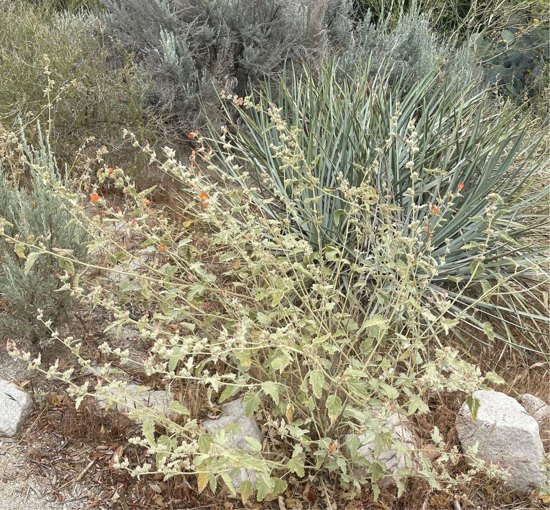 Sphaeralcea ambigua, desert globemallow nature shot by Plant Material