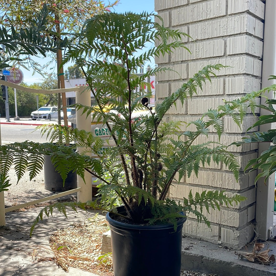 tree fern indoor plant Cyathea cooperi, Australian Tree Fern