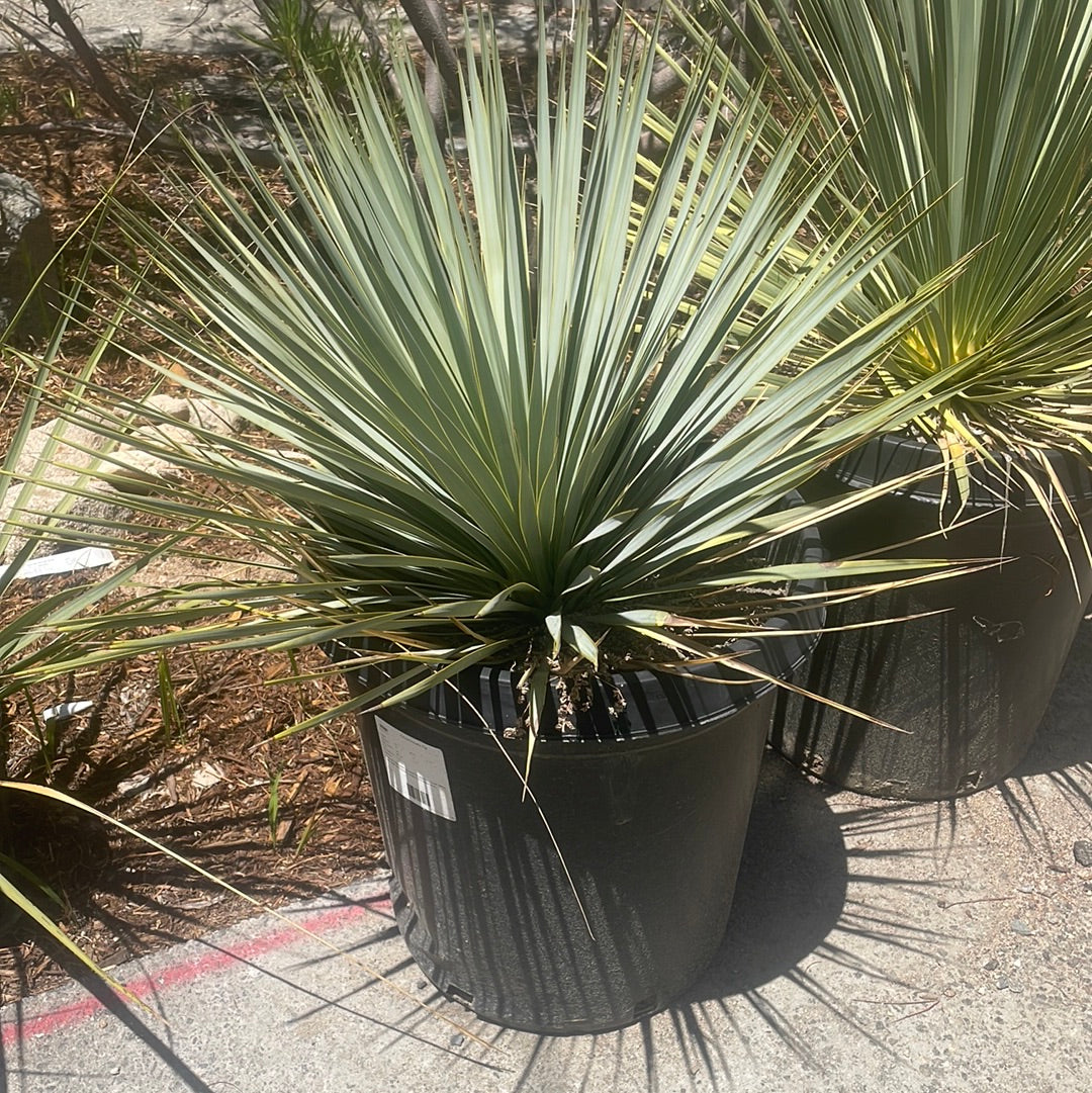 Yucca rostrata