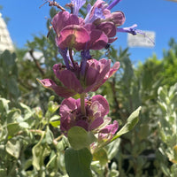 Salvia pachyphylla