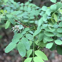 Amorpha fruticosa, False Indigo Leaves