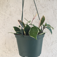 Krimson Hoya Princess