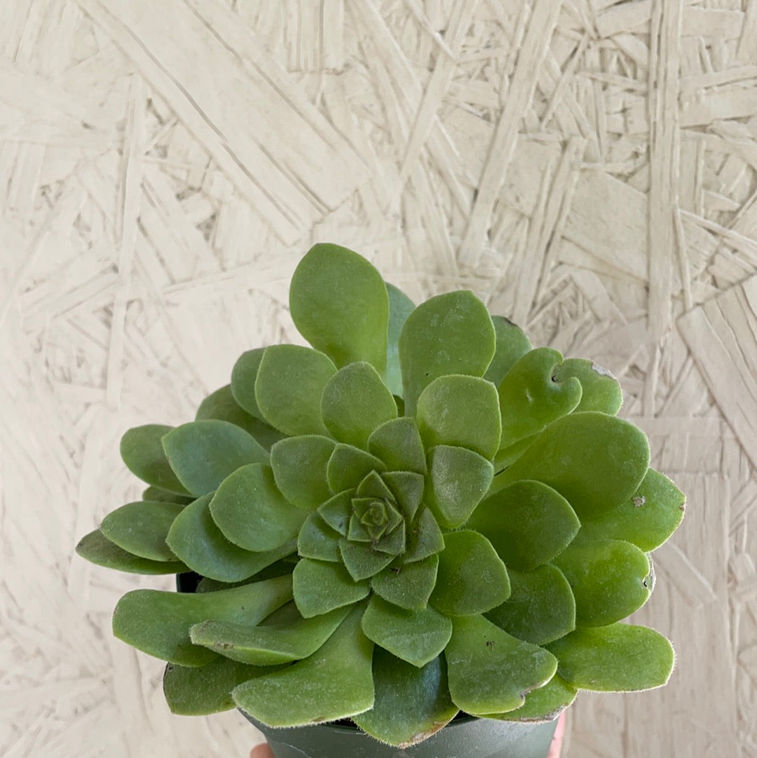 Aeonium 'Pseudotabuliforme'