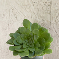Aeonium 'Pseudotabuliforme'