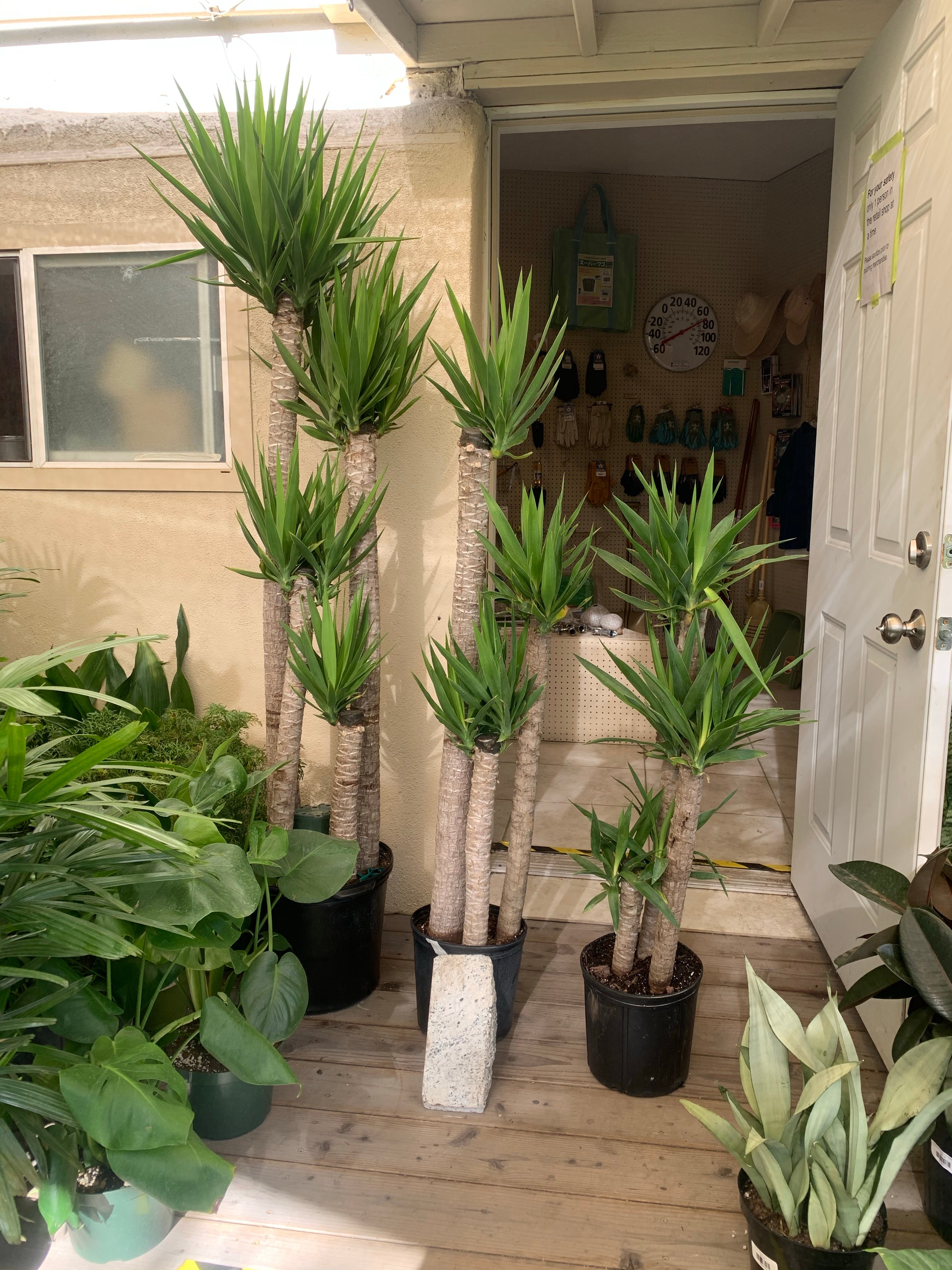 Plant in a Box - Yucca Elephantipes - Stevige kamerpalm - Gemakkelijke kamerplant - Pot 17cm - Hoogte 70-80cm Plant in a Box - Yucca Elephantipes - Stevige kamerpalm - Gemakkelijke kamerplant - Pot 17cm - Hoogte 70-80cm