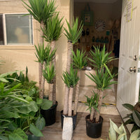 Yucca elephantipes
