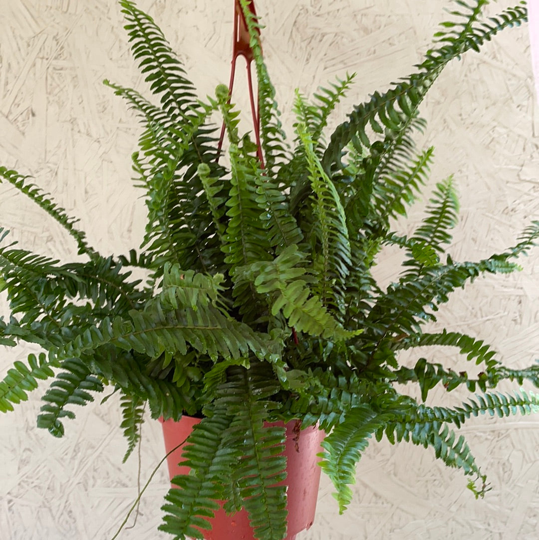 Jester Crown Fern - 8"