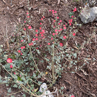 Sphaeralcea ambigua 'Matilija Red'
