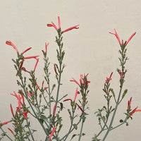 Justicia californica, Hummingbird Bush Flowers