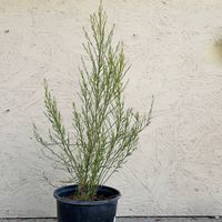 Baccharis sarothroides (Desert Broom)