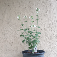 Salvia cedrosensis 'Baja Blanca', Baja Blanca' Cedros Island Sage