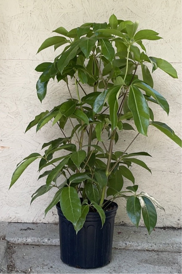 schefflera amate house plant Schefflera Amate, Umbrella Tree