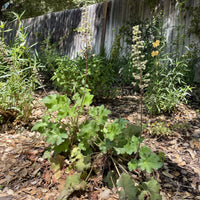 Heuchera ‘Opal’ in nature by Plant Material