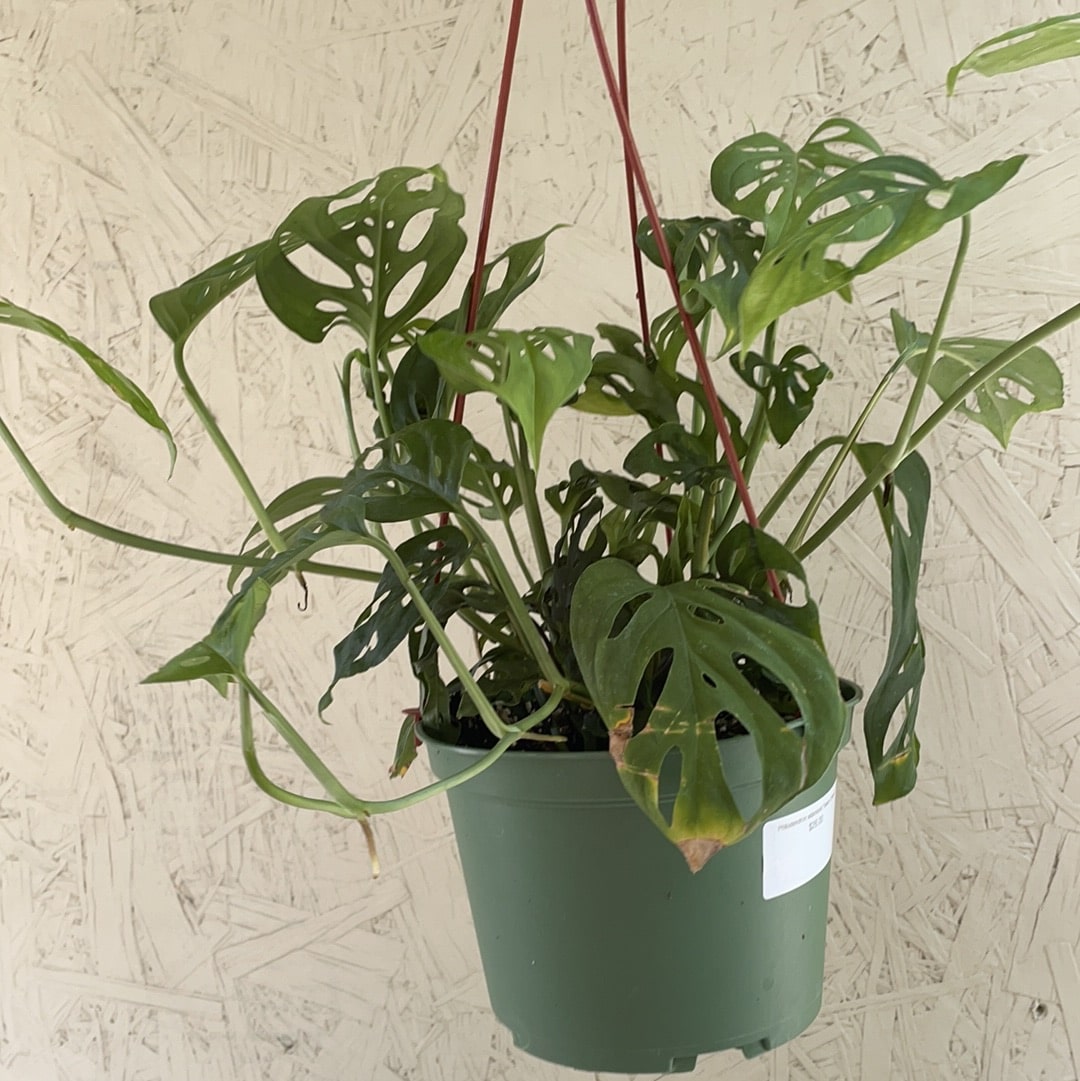philodendron monstera adansonii Philodendron adansonii 'Swiss Cheese' – Plant Material