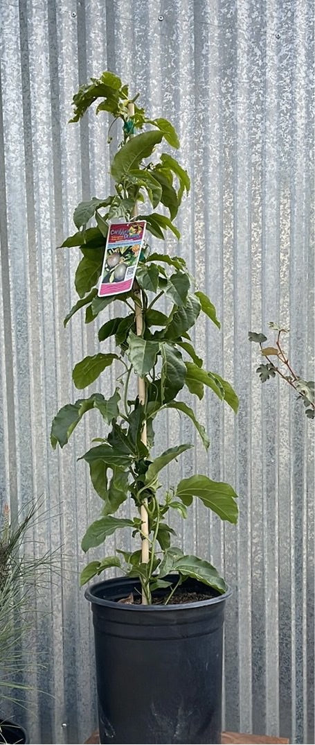 passiflora indoor plant Passiflora edulis 'Passion Fruit' – Plant Material
