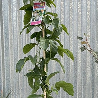 Passiflora edulis 'Passion Fruit'
