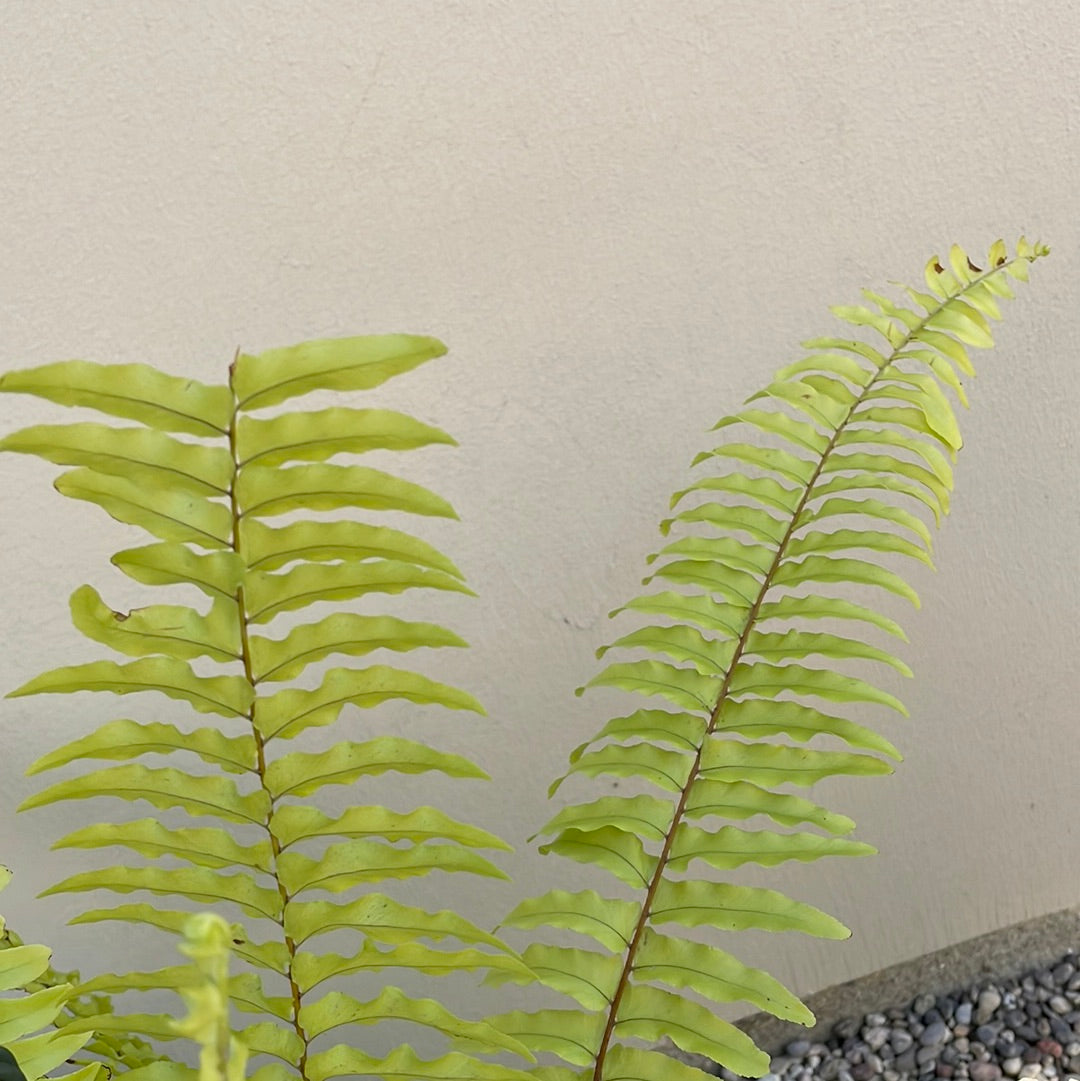 Nephrolepis exaltata Blonde