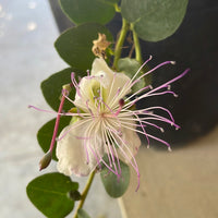 Capparis spinosa var. inermis