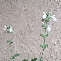 Salvia cedrosensis 'Baja Blanca', Baja Blanca' Cedros Island Sage