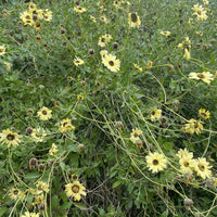 plant material shot