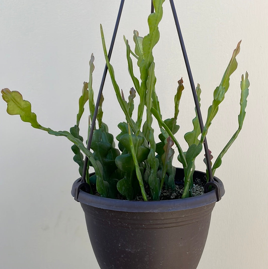 Epiphyllum Anguliger 'Fishbone Cactus'