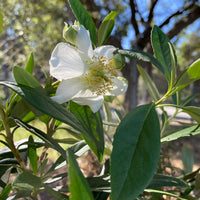 plant material shot