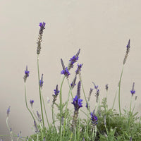 Lavandula multifida 'Kinneloa'