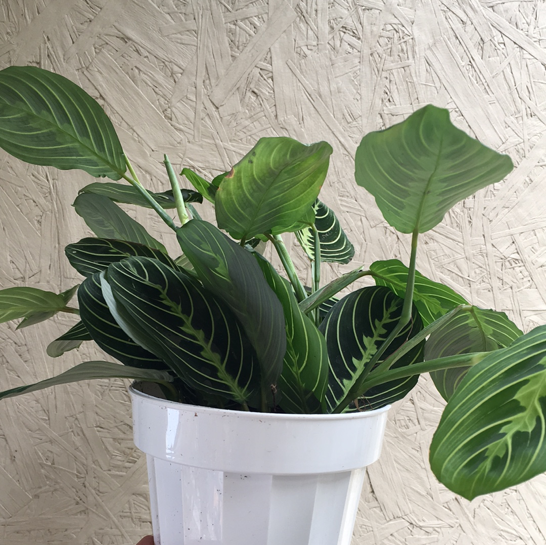 Maranta leuconeura var. erythroneura 'Lemon Lime' | House Plants