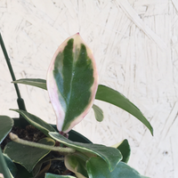 Krimson Hoya Princess