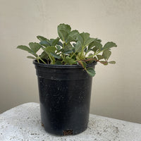 Fragaria chiloensis, Beach strawberry 1 Gallon
