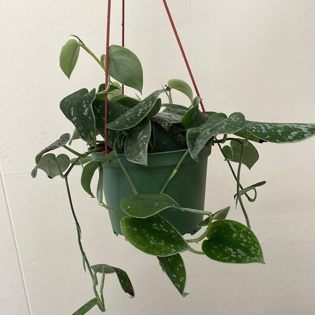 satin pothos vs. philodendron silver Pothos Silver Satin 6 Inch Pot