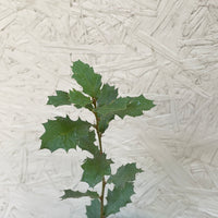 Quercus berberidifolia, Scrub Oak