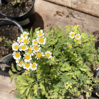 Certified Organic Fever Few Flowering